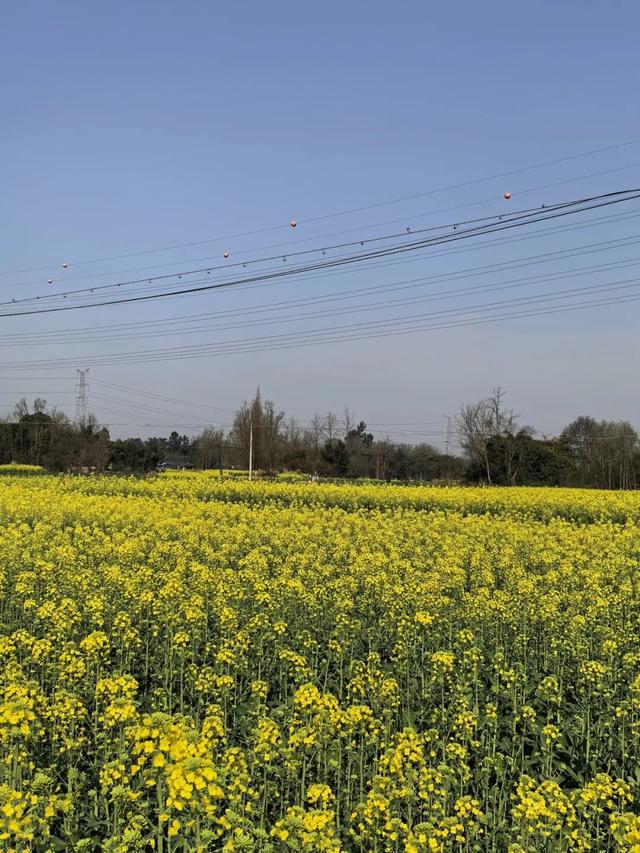 满目金黄香百里，一方春色醉千山：邂逅油菜花里的诗意春天