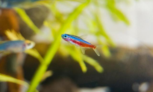水族圈八大“智商税”！老鱼友血泪总结：这些东西白送都不能要