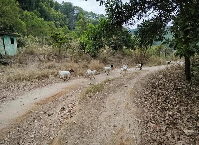 凤凰山33岁失踪男子后续：已死亡，尸体腐烂死状凄惨，画面曝光！
