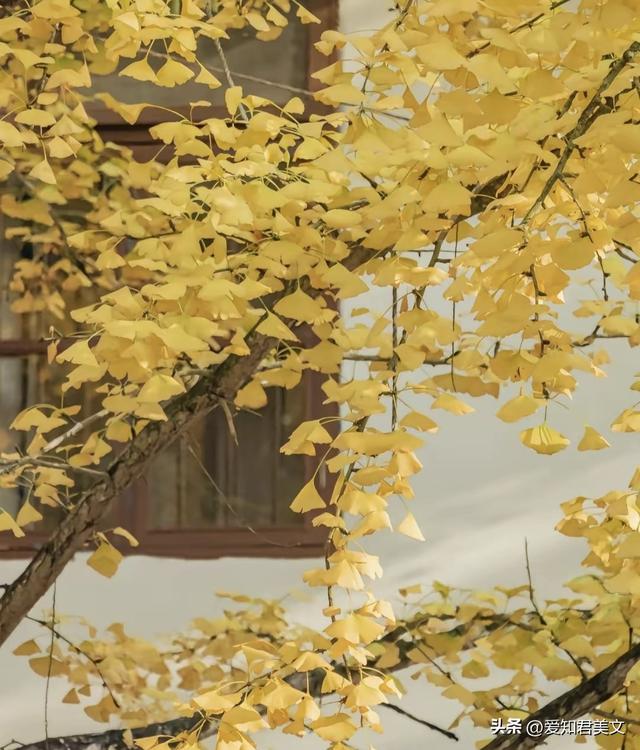 醉美的帽子峰：一场沉浸式的银杏视觉盛宴