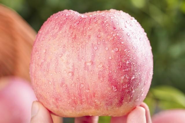 2025年库存红富士苹果价格走势，优质果与普通果表现差异显著。