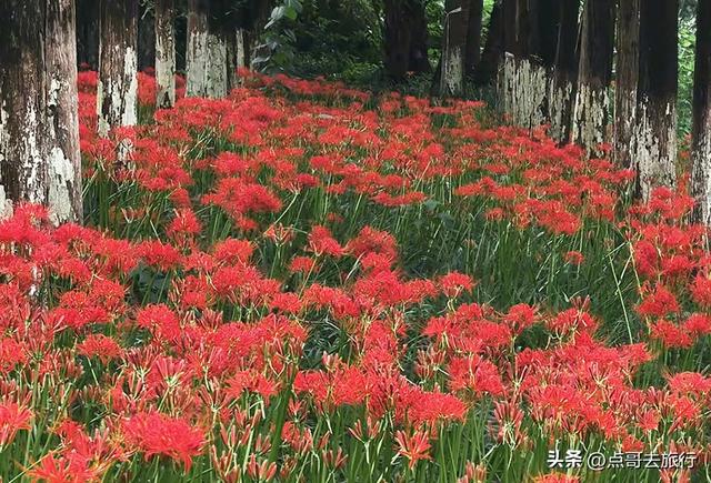 成都市区彼岸花，花开成海，不要门票，地铁公交直达！