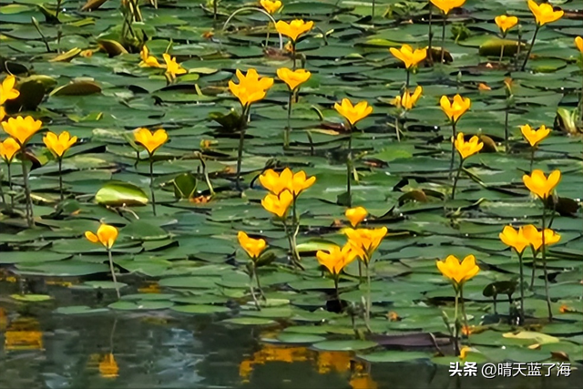 “新晋”——西安中亚公园——“荇菜花海”——晌午前寻芳踪！