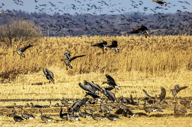 “乌秧乌秧”超壮观！“天上来客”为珲春送来限时美景