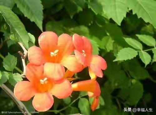 相逢已是上上签，何须相思煮余年