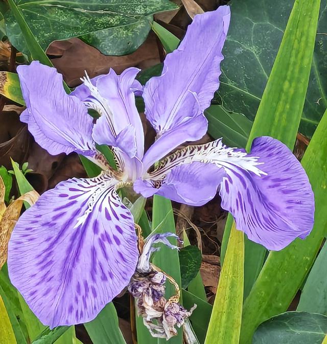 繁花似锦的秋天