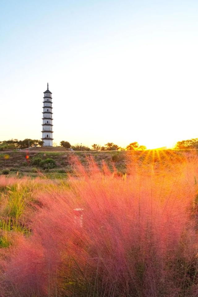 一秒圈“粉”！浙江秋天最动人的“粉色云雾”来了