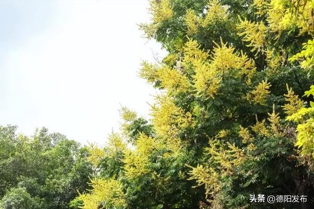 这几天，德阳这些地方超好看！你发现了吗？