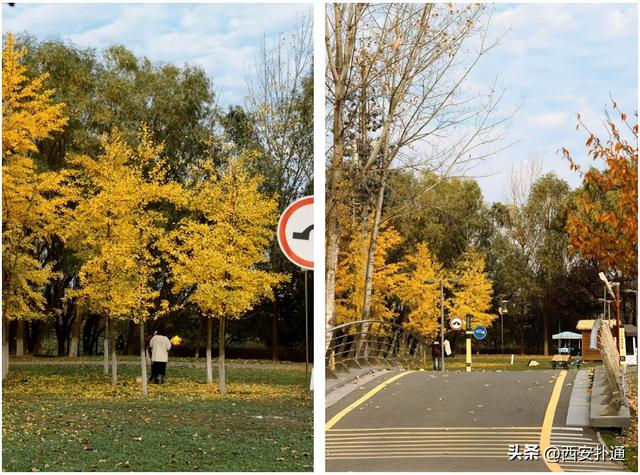 红透了！西安这片水上杉林，已进入最佳观赏期！