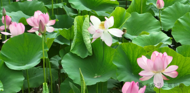 免费！快来鄂尔多斯这里赏荷花→