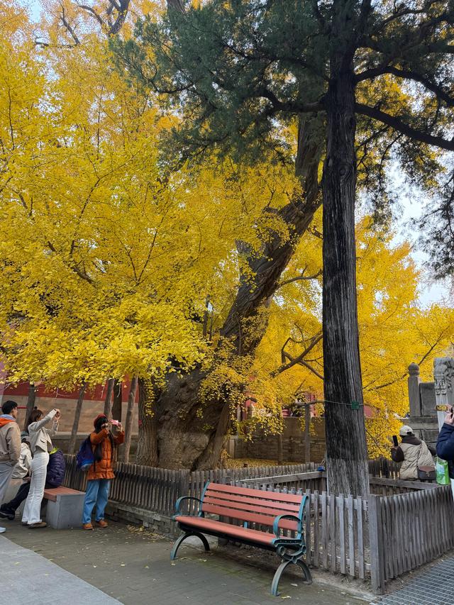 甘撒金缕苒秋寰