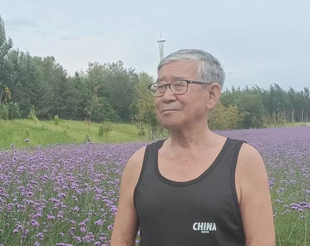 游马鞭草田
