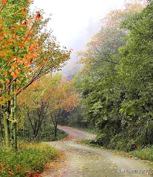 成都都江堰最冷门彩林，免费开放，山野中的惊艳，公交车可达！