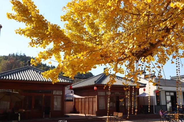 千年银杏，满树金黄！浮梁这座古村，藏着最治愈的冬日盛景