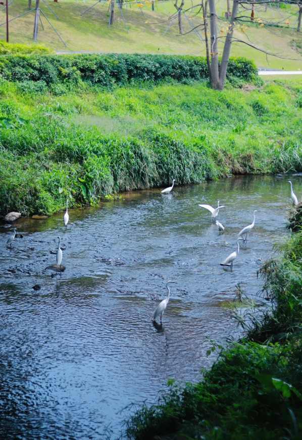 深圳又一生态长廊爆红，被称为现实版“魔法森林”，适合徒步遛娃