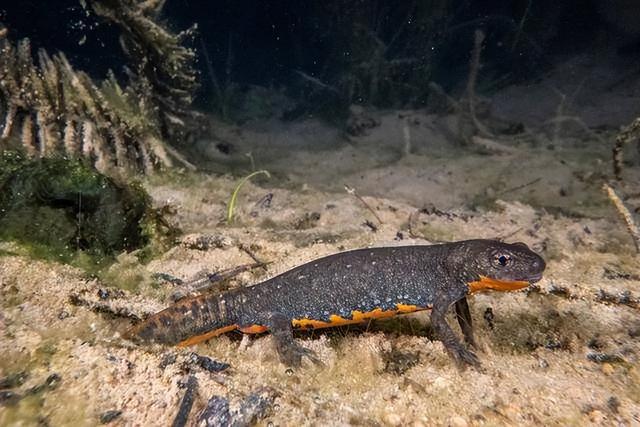 野外仅存600多只！浙江4人徒手抓26只，价值10多万