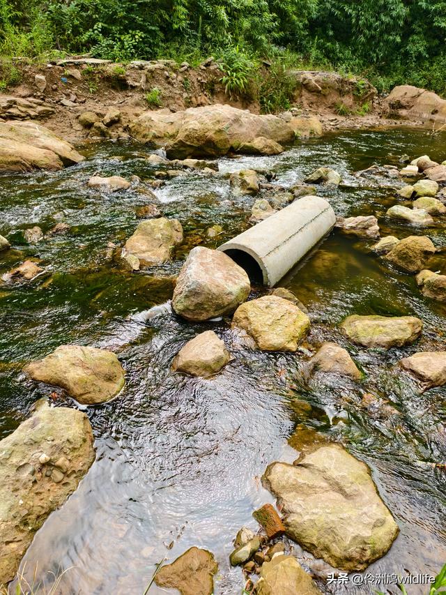 成都徒步（69）·彭州篇⑯法藏寺环线（桥断未走通）