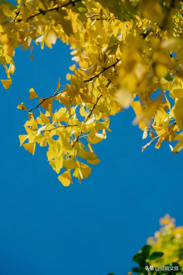 美爆！美爆！超全攻略！超出片！🤳昆明银杏黄金倒计时，抓紧时间冲~