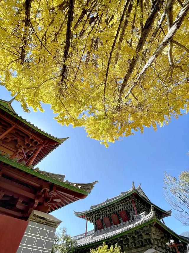 【视界】红墙映金叶!500年古银杏迎最佳观赏期