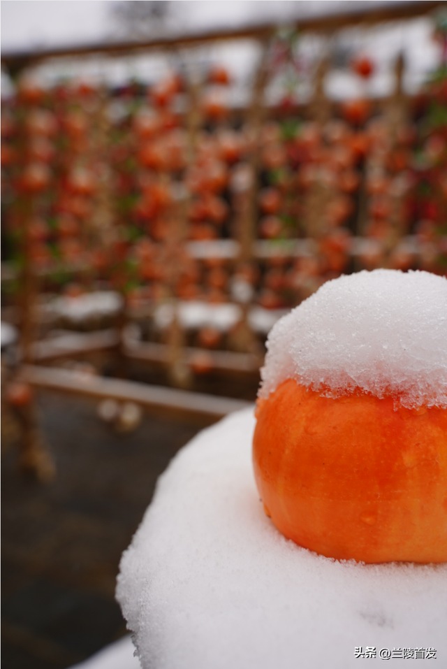 好客山东好品山东｜兰陵县压油沟冬日限定