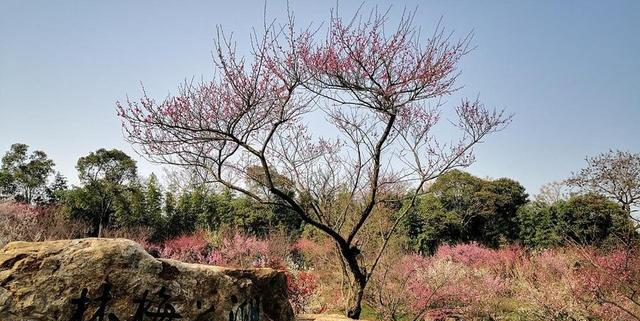 广元又一公园火了！370 余株梅花全绽放，公交可达还免费！