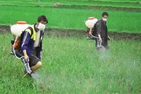 除草剂是加盐好还是加洗衣粉好？说出其中的道理来，你不得不信图片