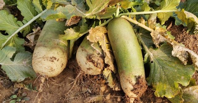 10月，这“化痰菜	”可以吃！既润肺、还能强免疫	，营养实惠。