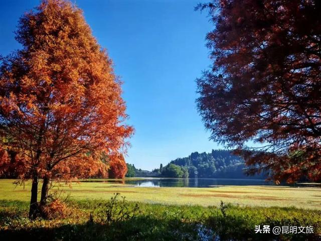 美！美美美！昆明超全水杉打卡地来袭！保姆级攻略快收藏，周末一定要冲~