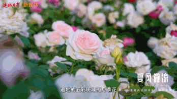 官道河安邑水库段开放区域：四季皆景引客来