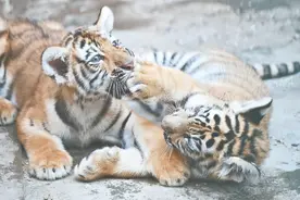 郑州野生动物家族今年“添丁”不少图片