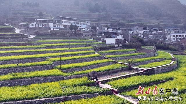 陇上江南冬日花韵