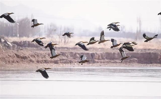 【白银文旅】冬日初雪映古城 野生鸟类沐暖阳 ——景泰冬日生态画卷徐徐铺展