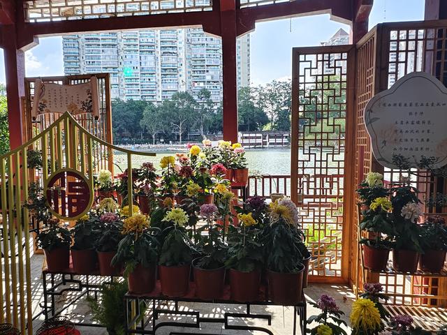 福州西湖公园2025年菊花展