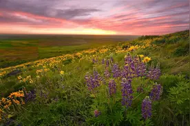 最不得人心的生肖，很多疑，习惯独来独往图片