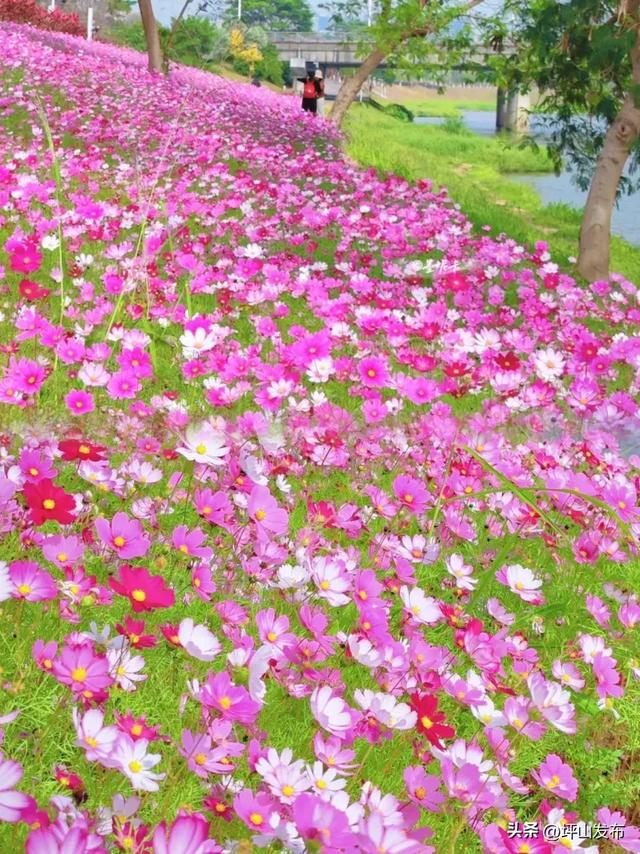 看完你的 看你的,坪山这片格桑花海承包你的秋日治愈感!