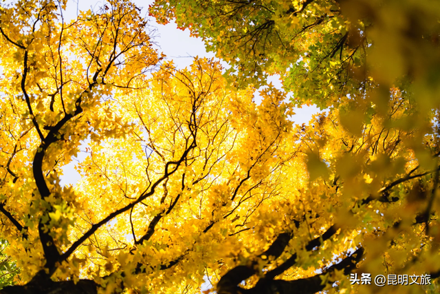 初冬氛围感出片计划，走起！昆明这份打卡攻略速速收藏→