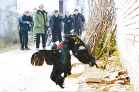 小村斗鸡欢乐多图片