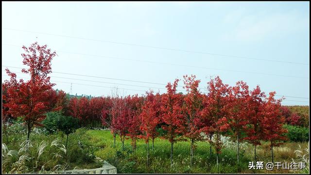 车轮碾过诗与画：枣庄骑行打卡地全攻略（老骑友多年亲测推荐）