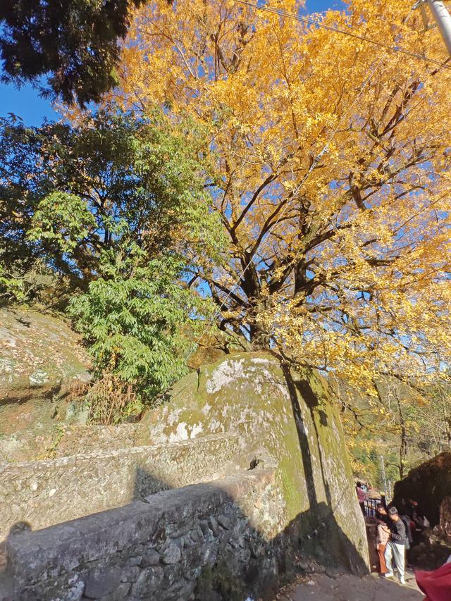 郁郁银杏无非般若，青青溪石尽是法身：宜春南惹古村印象（聂朋