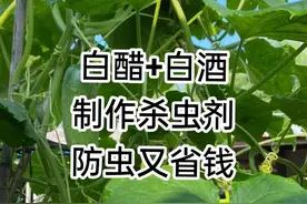白酒加白醋，教你免费制作杀虫剂图片