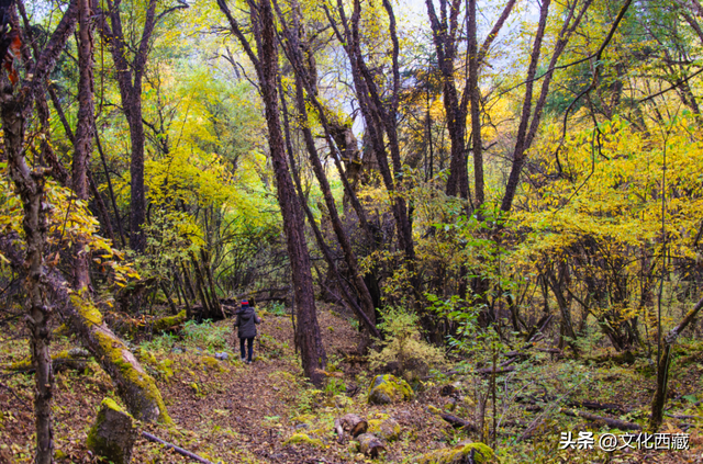 九死一生穿越「雅鲁藏布大峡谷」！西绕大叔的传奇人生