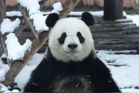 大熊猫初心，话痨王，能听懂奶妈的话，还能跟奶妈毫无障碍地交流图片