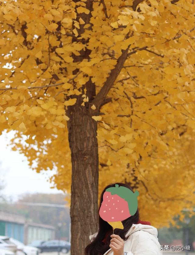 【石家庄】河北经贸大学银杏节预览，随手一拍都是壁纸