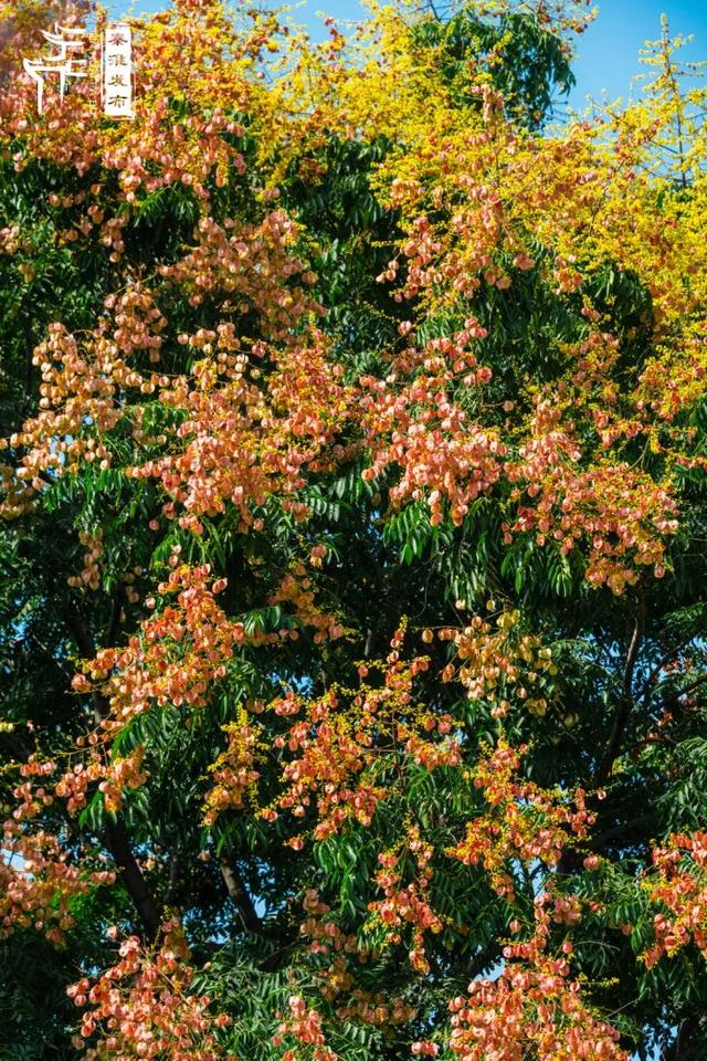 花样秦淮｜栾花绽放金秋至