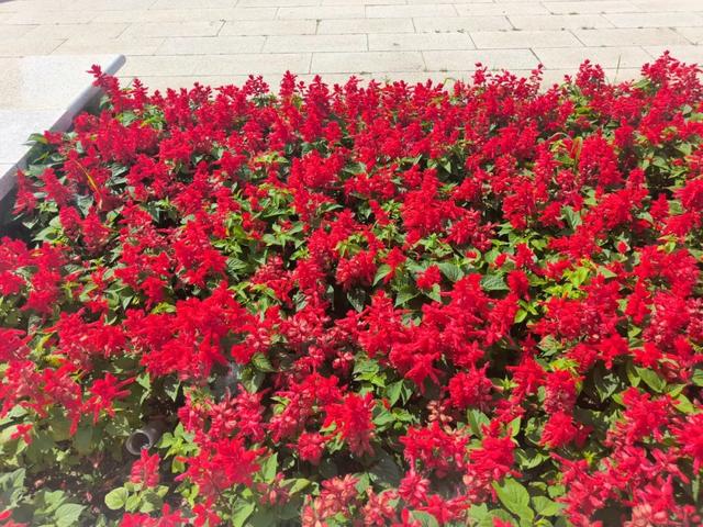 花正浓 景正盛！牙克石市绚丽花海盛装迎客