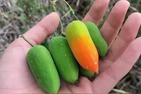 “老鼠拉冬瓜，这种植物为何让老鼠疯狂？”图片
