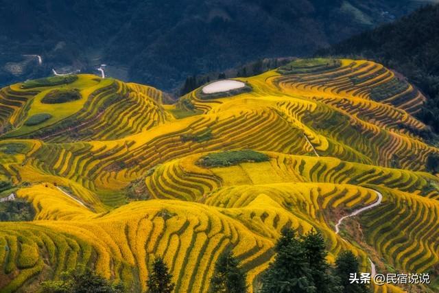 就快收割啦！上榜全国十大赏秋地的桂林龙脊梯田，你来了吗？