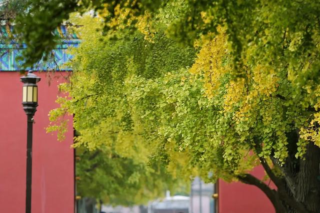 地坛银杏文化节明日开逛!秋日“赶集”天花板来啦→