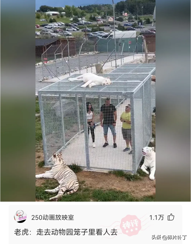 网友神回复：我已经很努力地炫富了，到了你们那里还是觉得我装穷