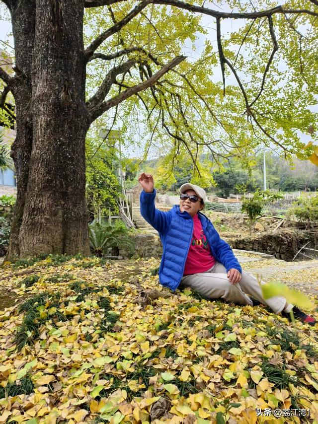 游长岗岭古村，观飘黄银杏